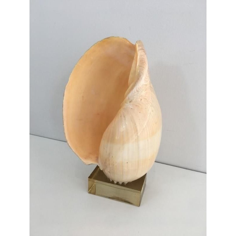 Coquillage Décoratif sur Socle en Plexiglass