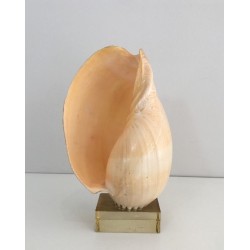 Decorative Shell on Lucite Stand