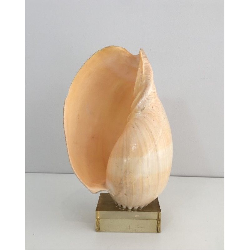 Coquillage Décoratif sur Socle en Plexiglass