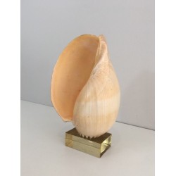 Decorative Shell on Lucite Stand