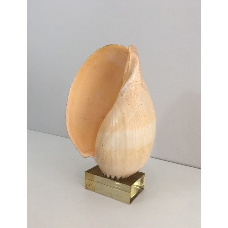 Decorative Shell on Lucite Stand