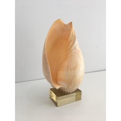 Coquillage Décoratif sur Socle en Plexiglass