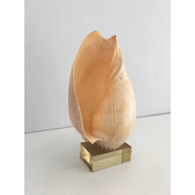 Coquillage Décoratif sur Socle en Plexiglass