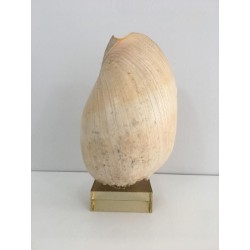 Decorative Shell on Lucite Stand