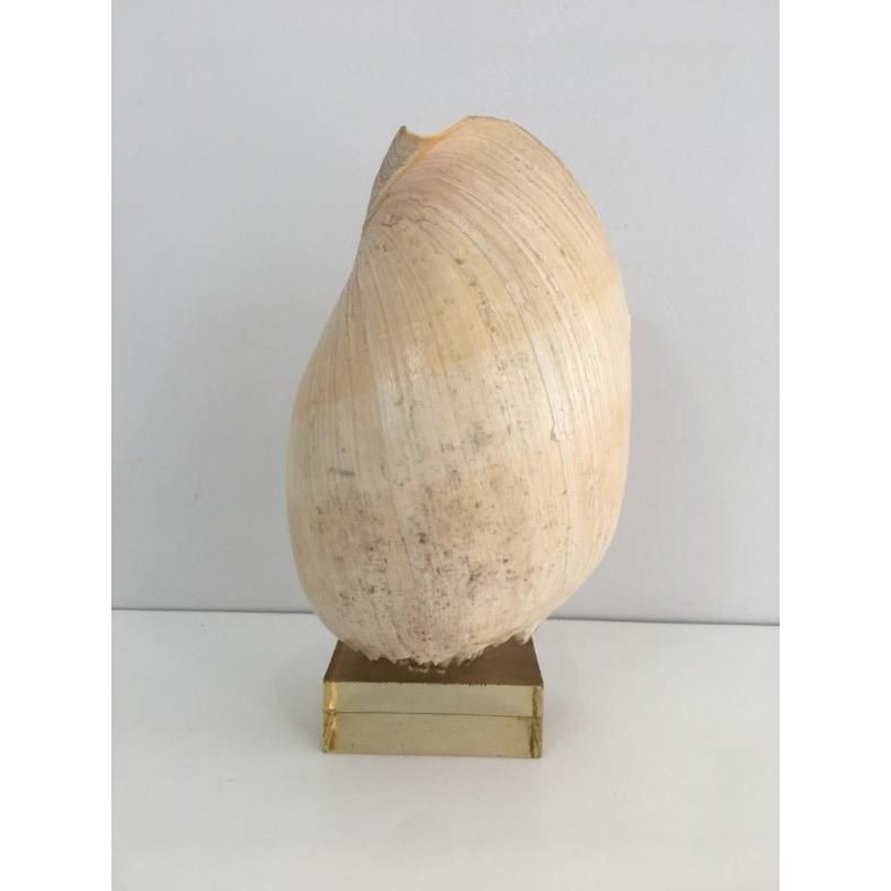 Decorative Shell on Lucite Stand