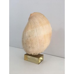 Coquillage Décoratif sur Socle en Plexiglass
