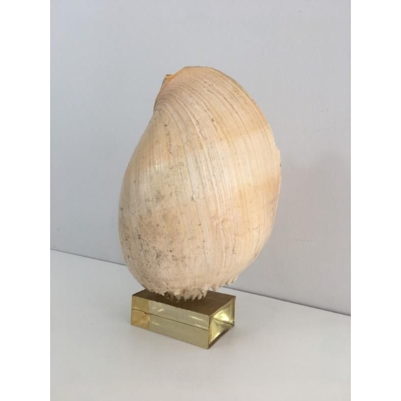 Coquillage Décoratif sur Socle en Plexiglass