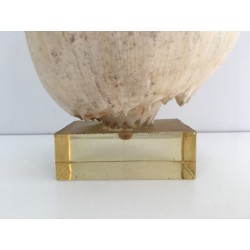 Coquillage Décoratif sur Socle en Plexiglass