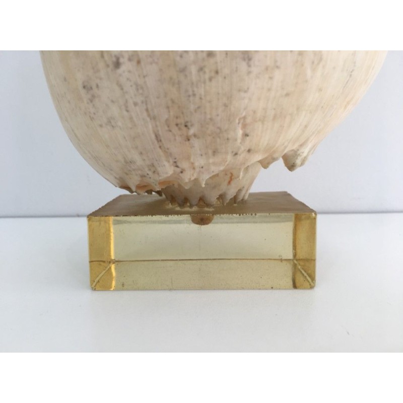 Decorative Shell on Lucite Stand