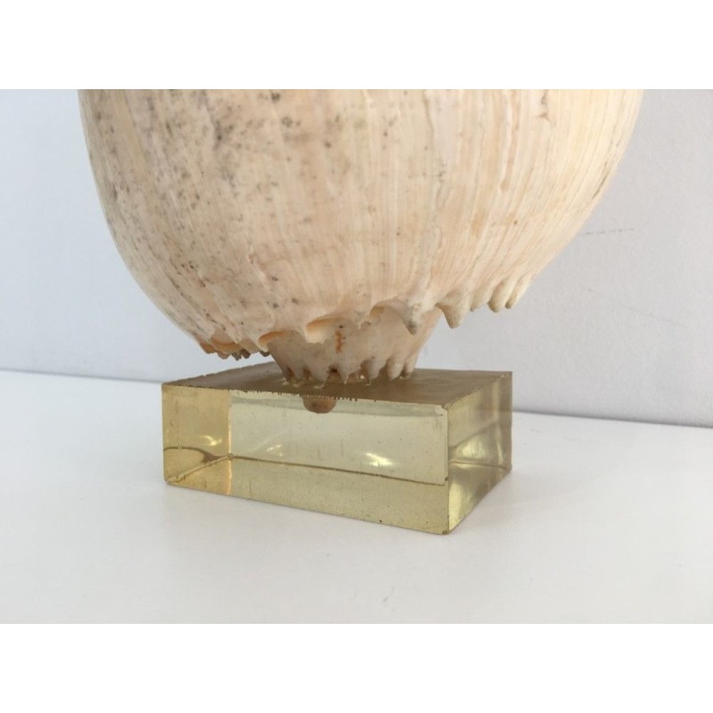 Decorative Shell on Lucite Stand