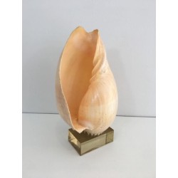 Coquillage Décoratif sur Socle en Plexiglass