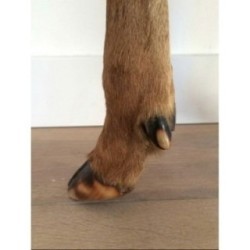 Hide Stool with Hoof Feet Circa 1970 | Maison BARROIS