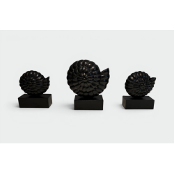 Set of Three Nautilus Shells in Carved Black-Lacquered Woo | Maison Barrois