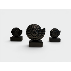 Suite de Trois Nautiles en Bois Sculpté Laqué Noir sur Soc | Maison Barrois