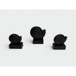 Suite de Trois Nautiles en Bois Sculpté Laqué Noir sur Soc | Maison Barrois