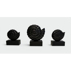 Suite de Trois Nautiles en Bois Sculpté Laqué Noir sur Soc | Maison Barrois