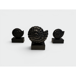 Set of Three Nautilus Shells in Carved Black-Lacquered Woo | Maison Barrois