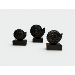 Suite de Trois Nautiles en Bois Sculpté Laqué Noir sur Soc | Maison Barrois